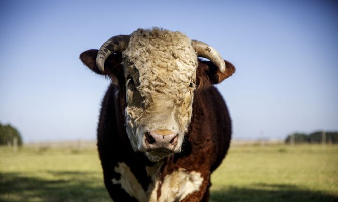 Uruguay: todos los actores de la cadena agroindustrial cárnica atentos a las jugadas del presidente de EEUU, Donald Trump.