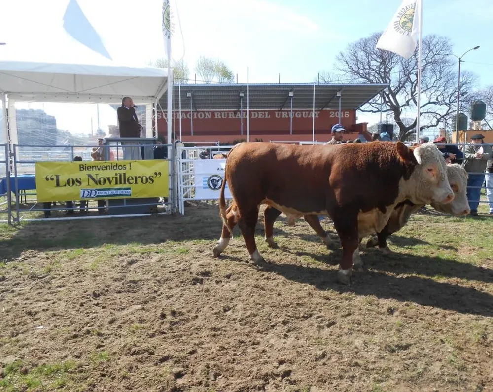 Las toradas de Los Novilleros se lucieron en la Rural del Prado