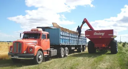 Descarga de trigo cosechado en la zona de Young