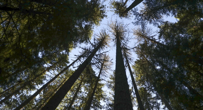 Trump autoriza a talar bosques nacionales para aumentar la producción de madera y genera indignación entre ecologistas