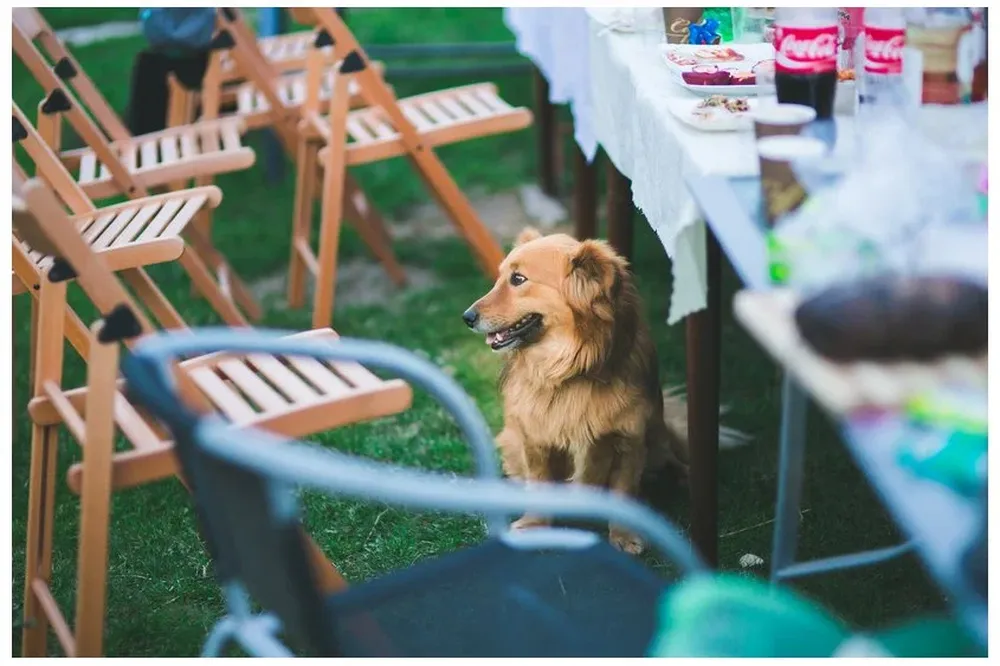 Una mujer de 72 años mató al perro de su sobrino