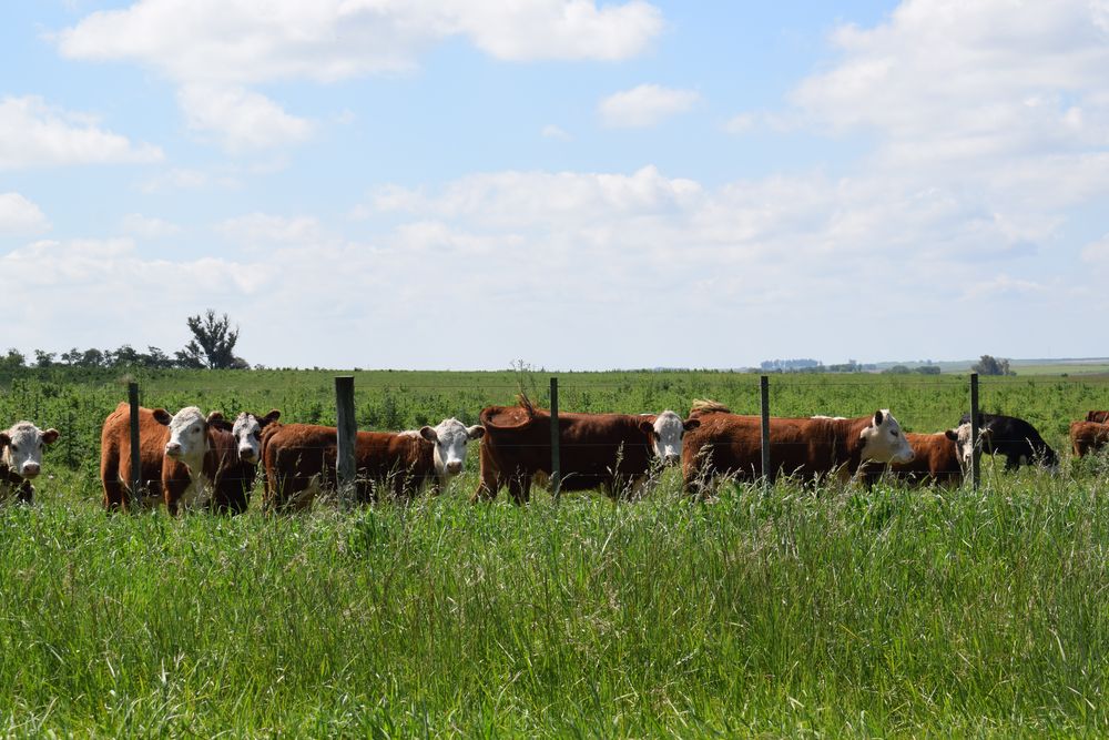 Campos ganaderos: se llegó al otoño con una muy buena disponibilidad de comida.