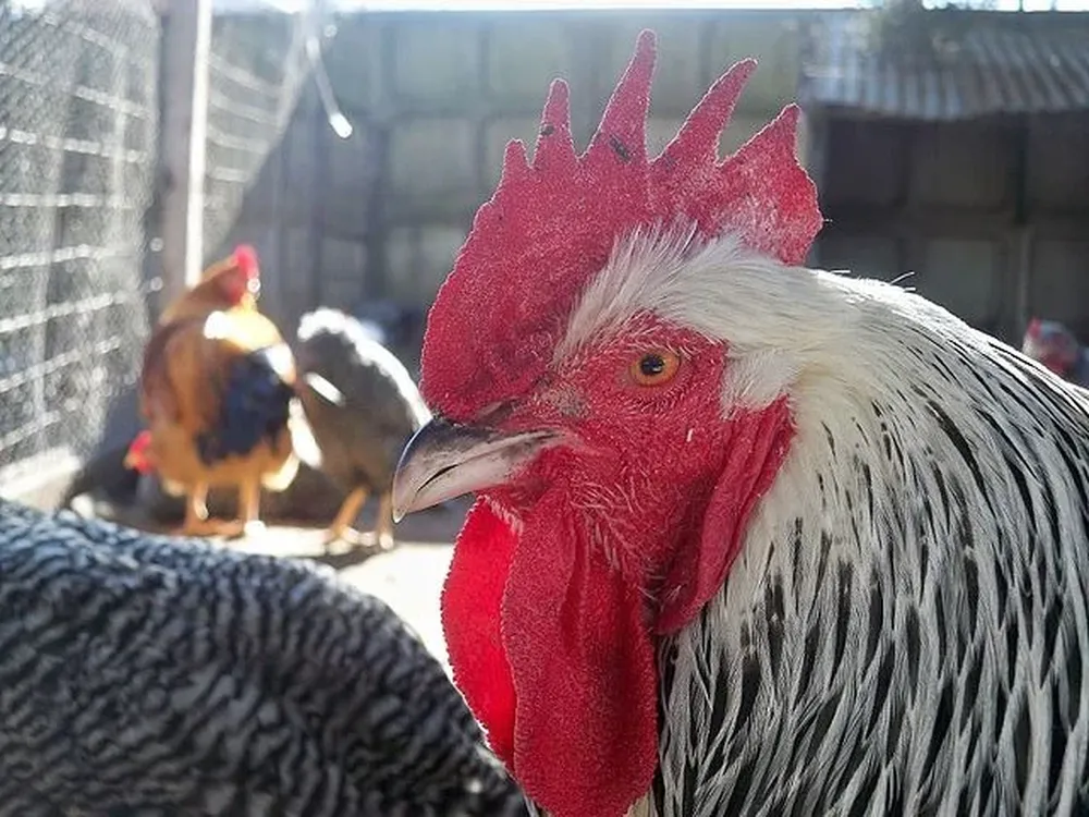 Los investigadores destacaron la precisión de su sistema en la identificación de los estados emocionales de las aves.