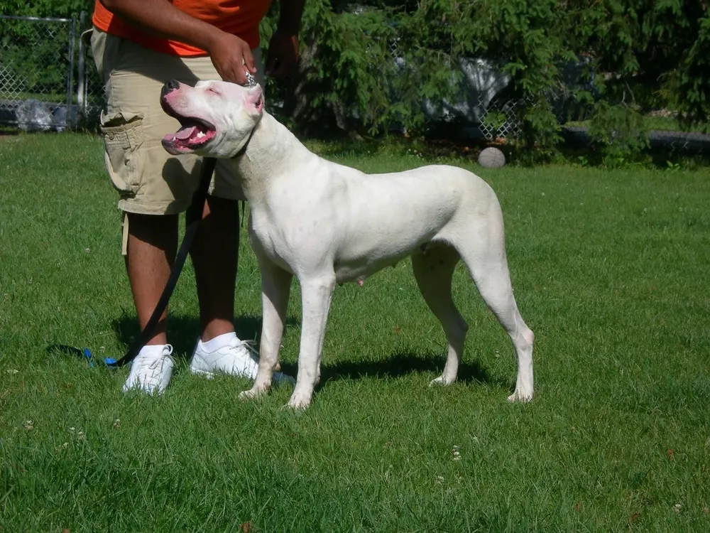 El dogo argentino se escapó cuando la madre del dueño abrió el portón de su casa