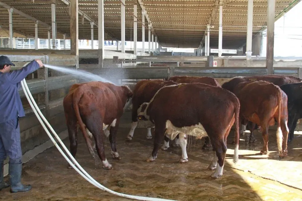 El precio de las haciendas gordas genera críticas