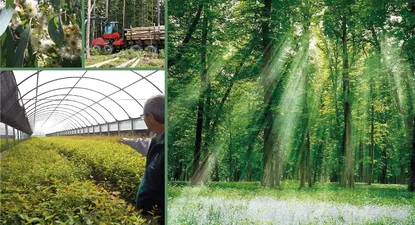 Día mundial forestal: un pilar para el desarrollo sustentable