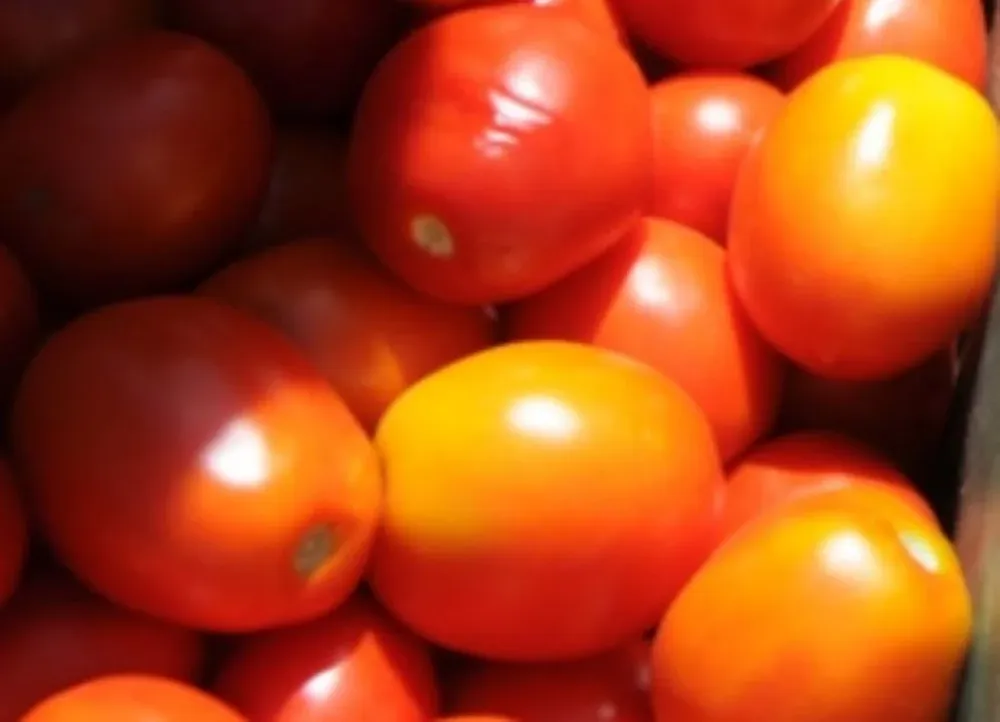 El precio del tomate descendió a $ 30 el kilo y en algunos casos más.