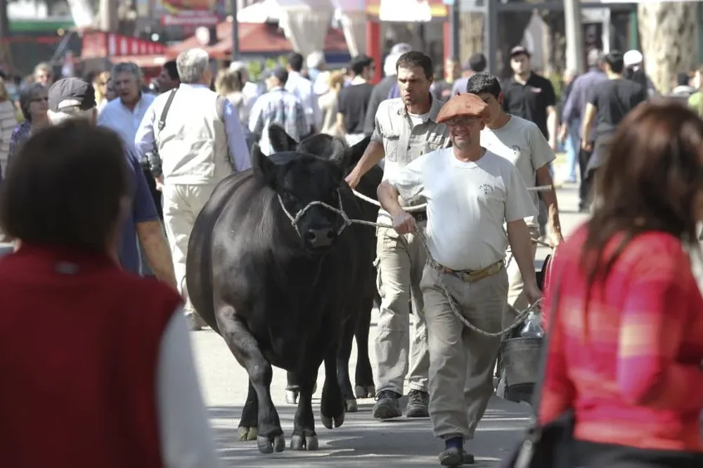 Los cabañeros aprontan sus reproductores para la principal muestra ganadera de Uruguay