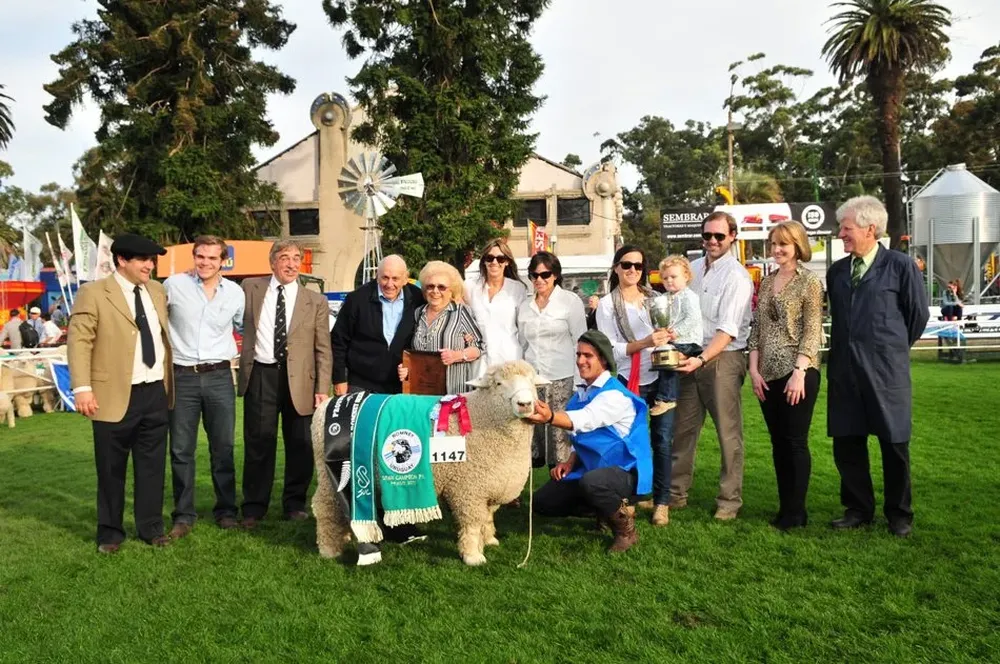 Un experto neocelandés eligió a los mejores Romney Marsh