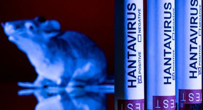 El Observador | Hantavirus