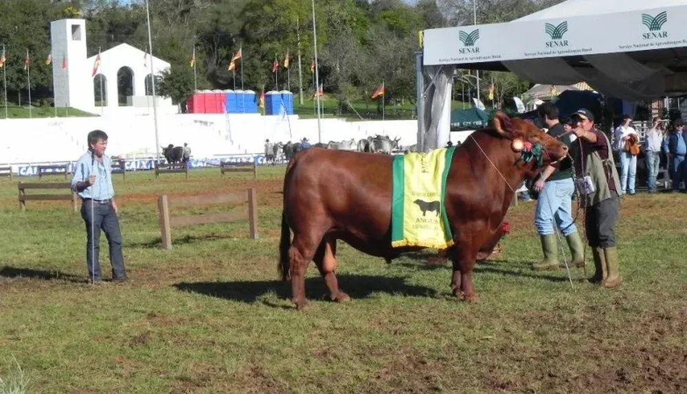 Berrutti observa al Gran Campeón Angus de la Expointer 2014