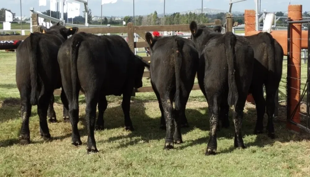 Lote Campeón de novillos expuesto por Curupy del Salvador