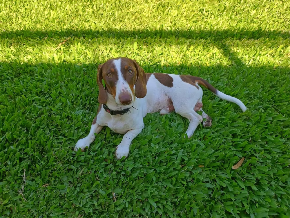 Un perro salchicha fue atropellado por un empleado de un country de Moreno.