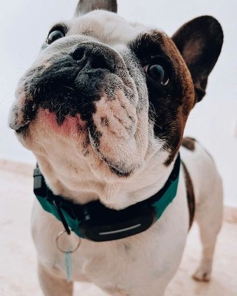 Conoce los GPS que facilitan la recuperación de mascotas perdidas.  