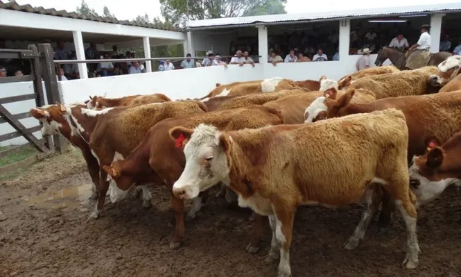 Se destacó la demanda por terneros y novillitos