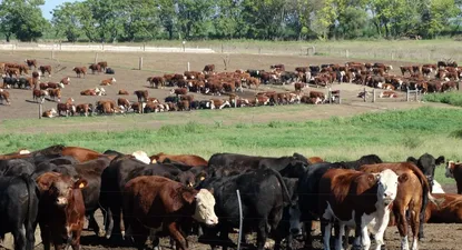 El Observador | 1596146003587.webp