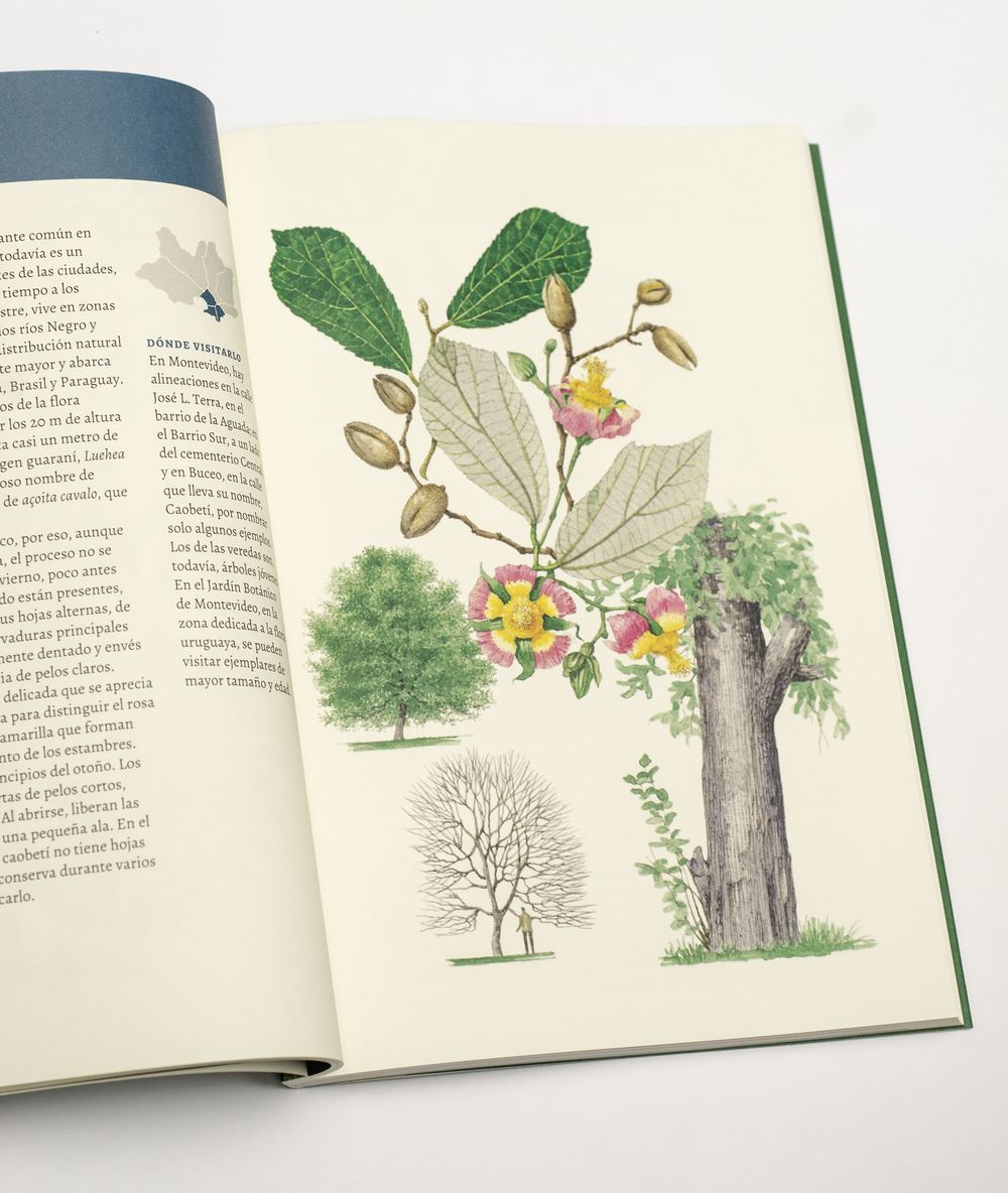 Árboles de Montevideo