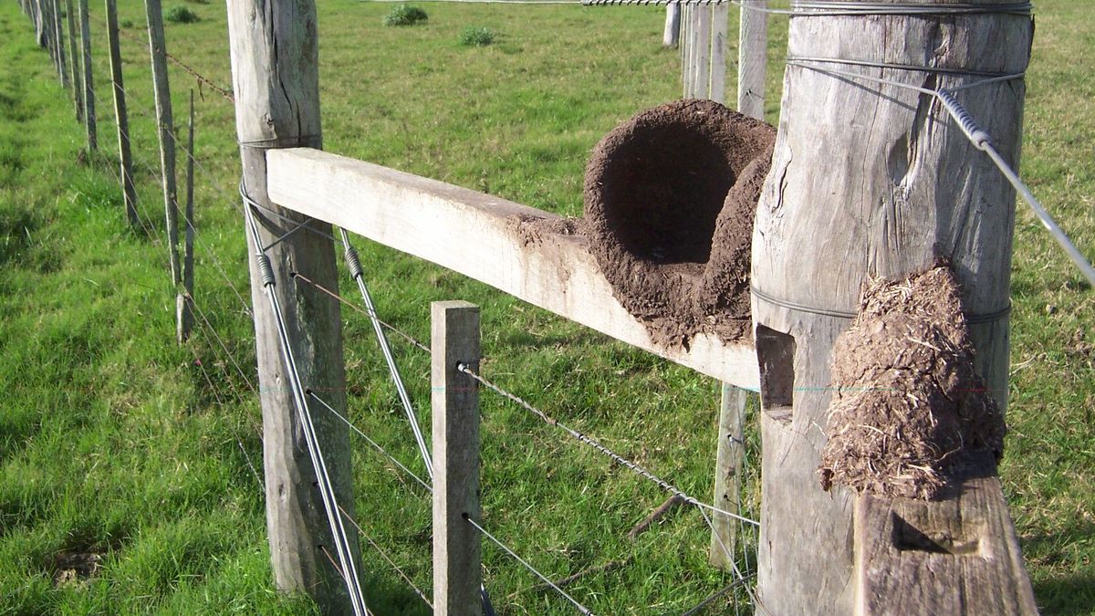 La Tribuna del Agro: Colonización, más allá de la mediática compra de la estancia María Dolores