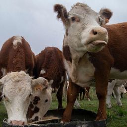 En Uruguay hay 11,3 millones de vacas y 3,4 millones de personas, lo que lo convierte en el país con más ganado per cápita del mundo.