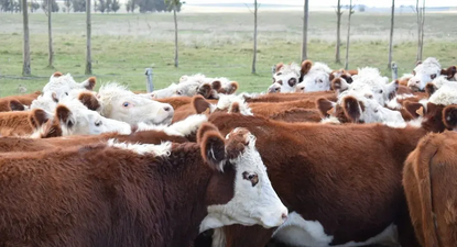 El Observador | image.png