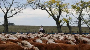 Ganadería y cambio climático: mostremos que Uruguay es diferente