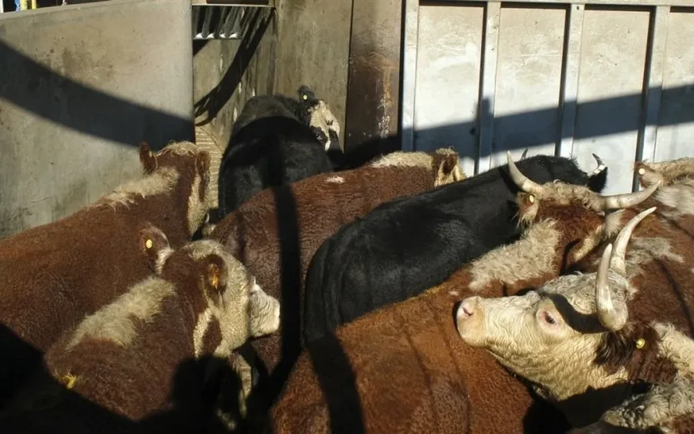 Frigoríficos devolvieron los ganados a los productores con pérdidas propias y para los ganaderos.