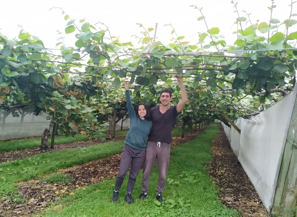 Erika Alvira y Mauro Escajal, jóvenes uruguayos que plantan kiwi en Nueva Zelanda