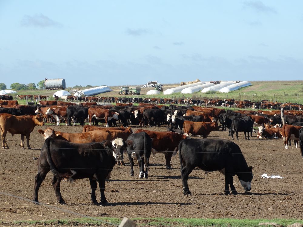Corrales para la terminaci&oacute;n de vacunos previo a su env&iacute;o a frigor&iacute;ficos.