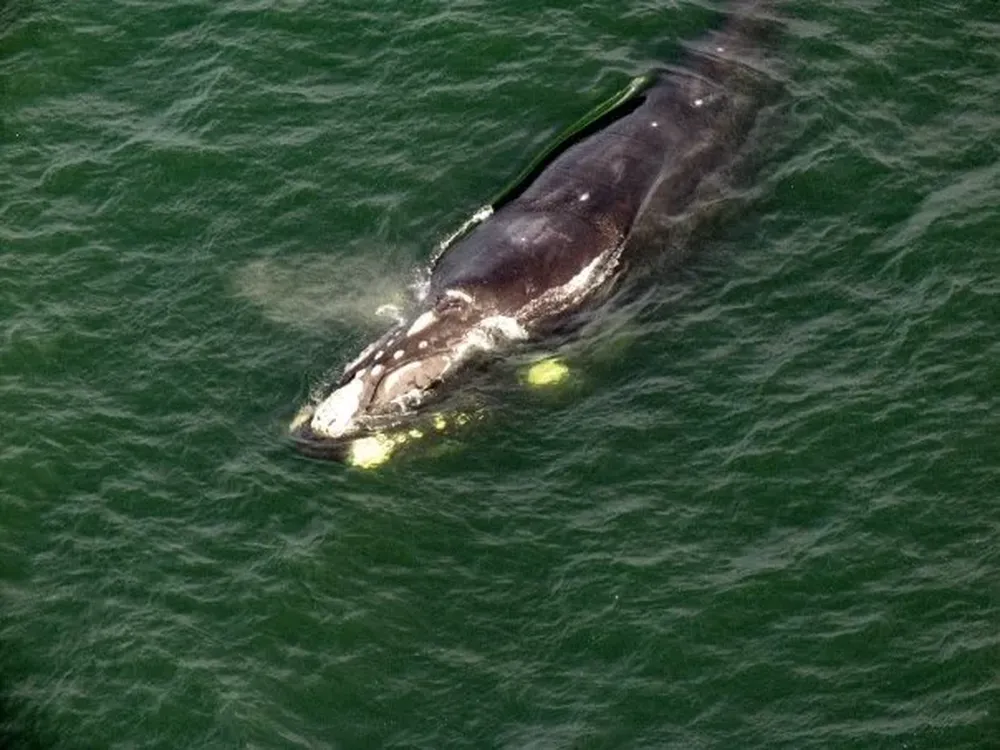 La forma y distribución de los callos en su cabeza son únicos