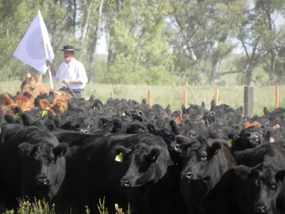 La oferta uruguaya de carne bovina “aumentó levemente” en el segundo semestre de 2012