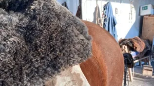Maletín doble, para cada lado del caballo.
