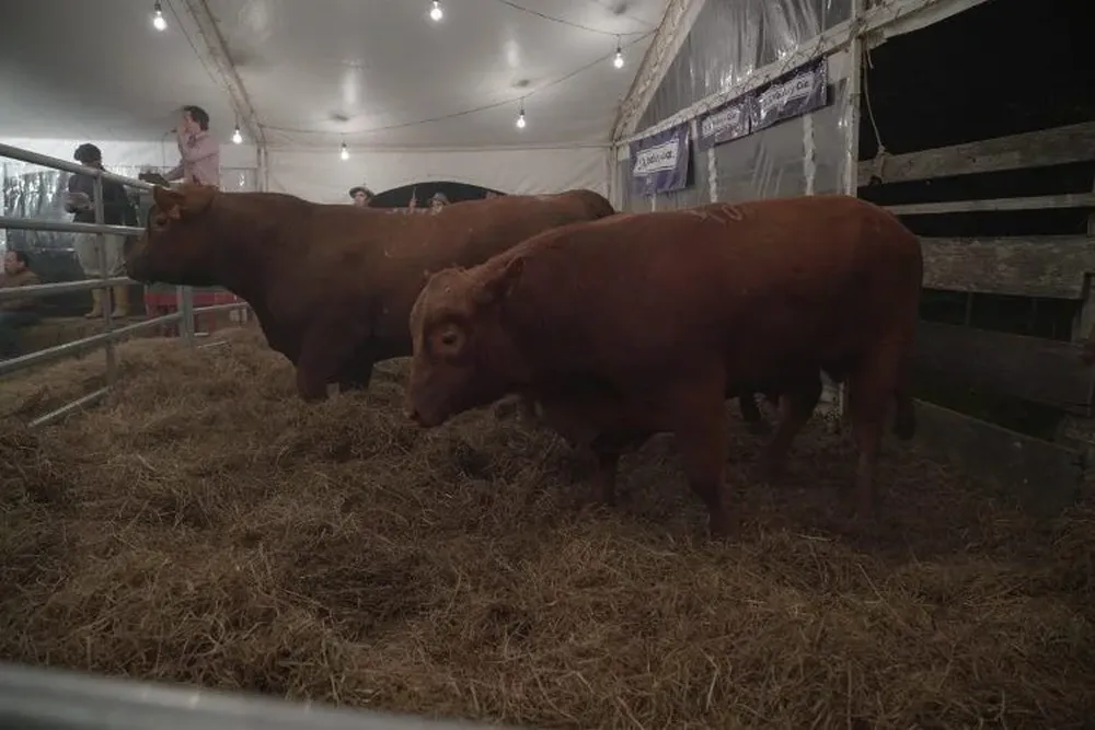 En 90 minutos se dispersó la torada de La Competencia.