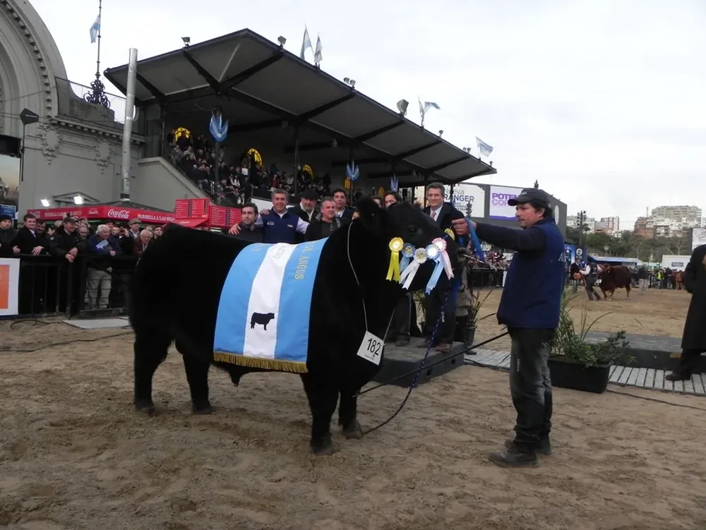 El Gran Campeón Angus que se consagró ayer en Palermo