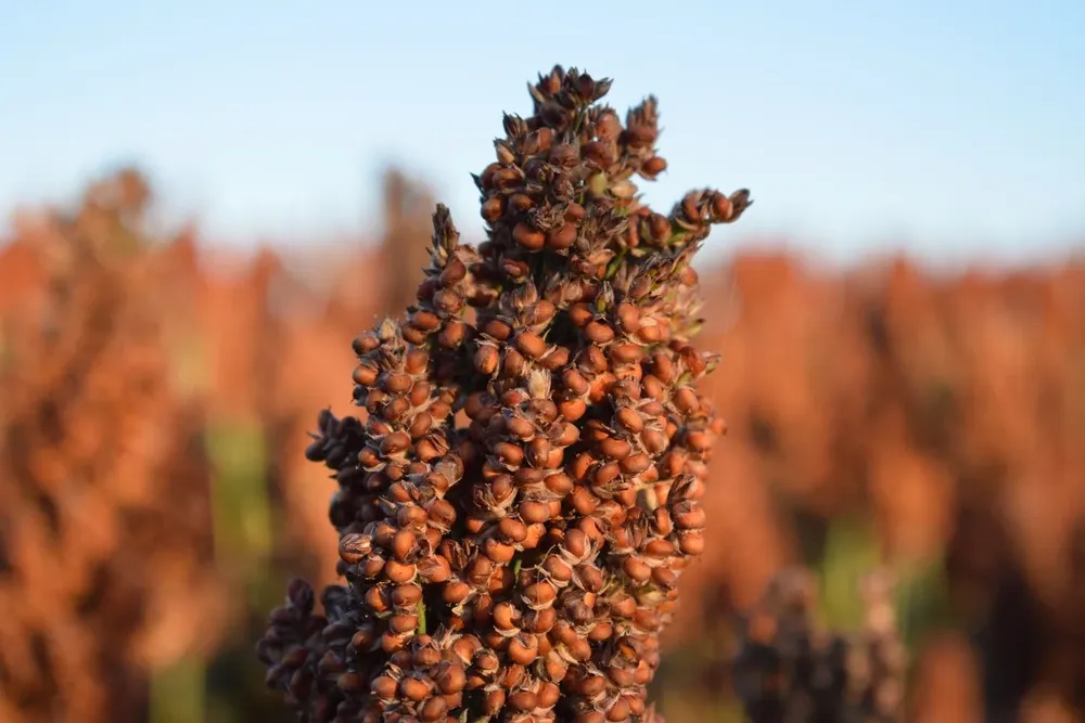 “El sorgo juega un papel muy importante en la vida de los chinos, dijo el embajador chino en Uruguay.