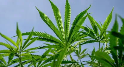 El cáñamo: la apuesta de los agricultores de EEUU ante la guerra comercial