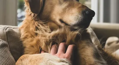 Hoteles, baby sitter o estilo Airbnb: emprendimientos que cuidan mascotas