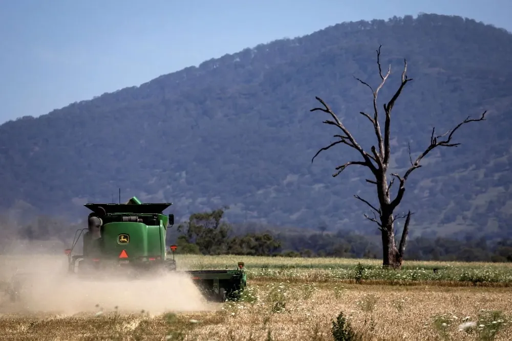 Fotografía tomada el 12 de diciembre de 2023: cosecha de trigo en cerca de Willow Tree, en el noroeste de Nueva Gales del Sur, en Australia, donde la producción cae más del 30% tras precipitaciones intensas que hacen mermar la calidad.