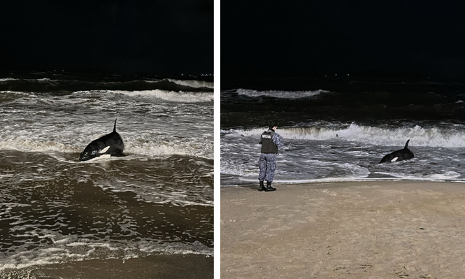 Apareció una cría de orca de aproximadamente dos metros en Punta del Este: autoridades definen qué medidas tomar