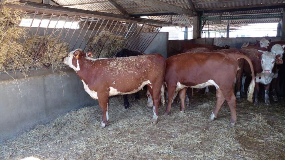 INBA, foto de archivo.