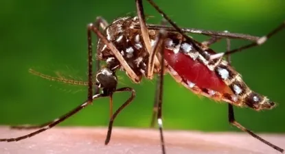 ¿por que prevalecen los mosquitos a esta altura del ano?