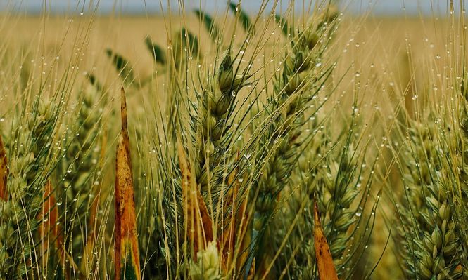 Lluvias: muy bien recibidas por trigos, cebadas y colzas, también en los suelos donde se van instalando los cultivos de verano.
