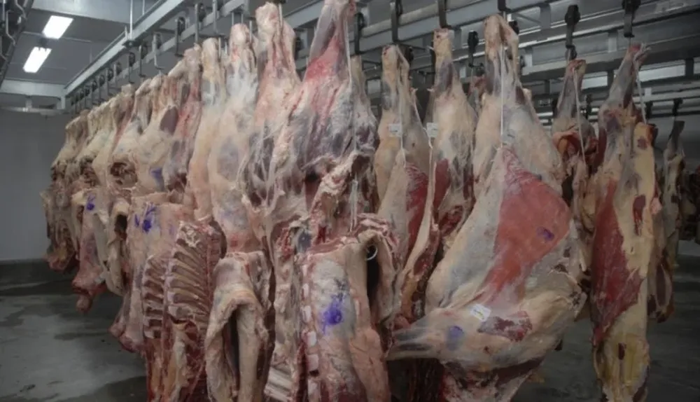 La relación precio de exportación de carne/precio del novillo subió de 1,08 a 1,15