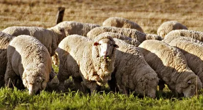 El escritorio dispersará ejemplares Merino Dohne y Merino Australiano.