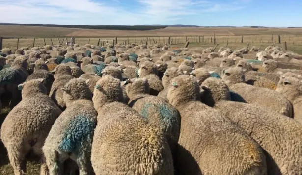 Robaron más de 60 ovejas en Canelones