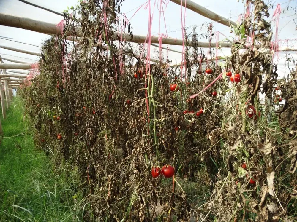 Las plantas, para sorpresa de los granjeros, comenzaron a secarse el 15 de enero.