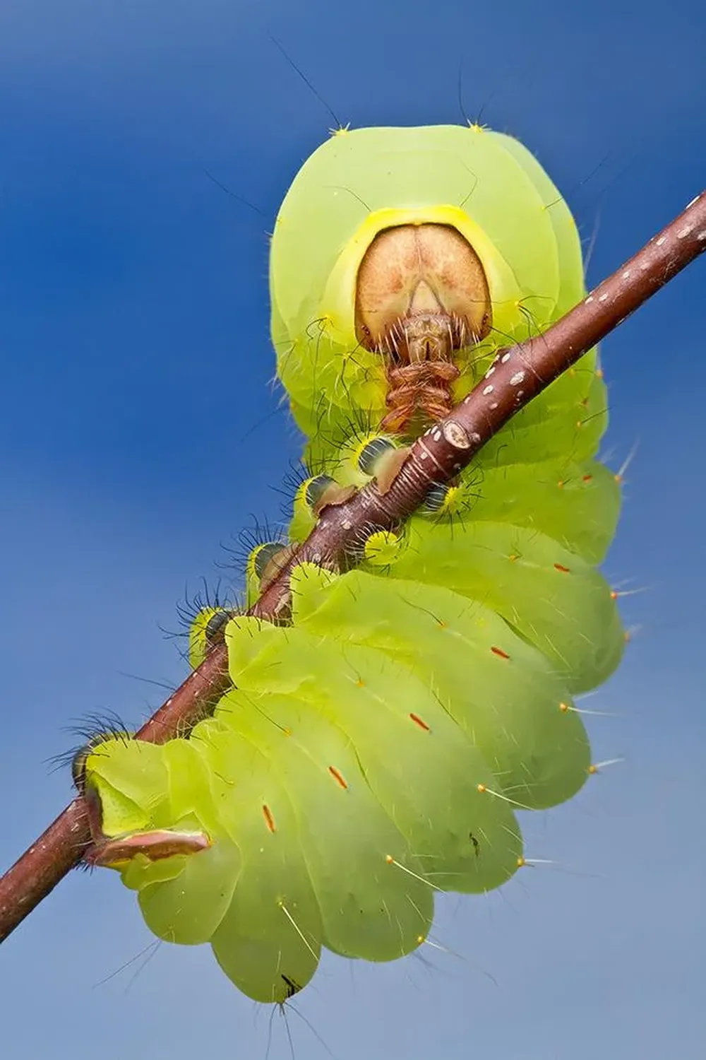 Antheraea Polyphemus