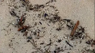 La playa de Doniños en Ferrol, afectada por el vertido de pellets de plásticos