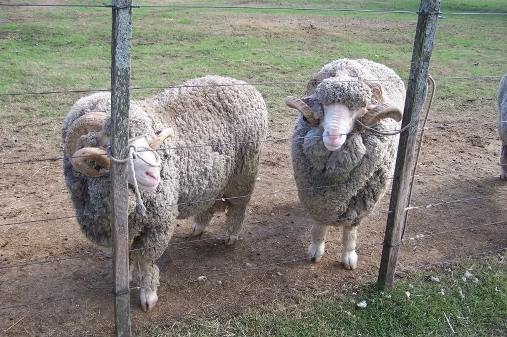 Carneros de la raza Merino Australiano.