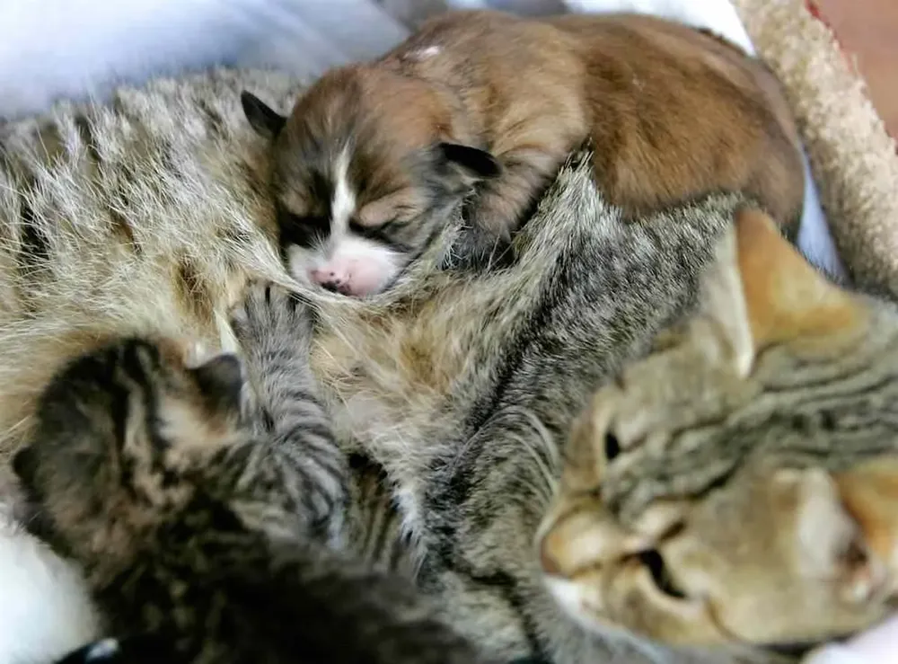 Luego de que su madre muriera en un accidente de tránsito, estos cuatro cahorros de perro fueron adoptados por la gata Smaigel, en Jordania