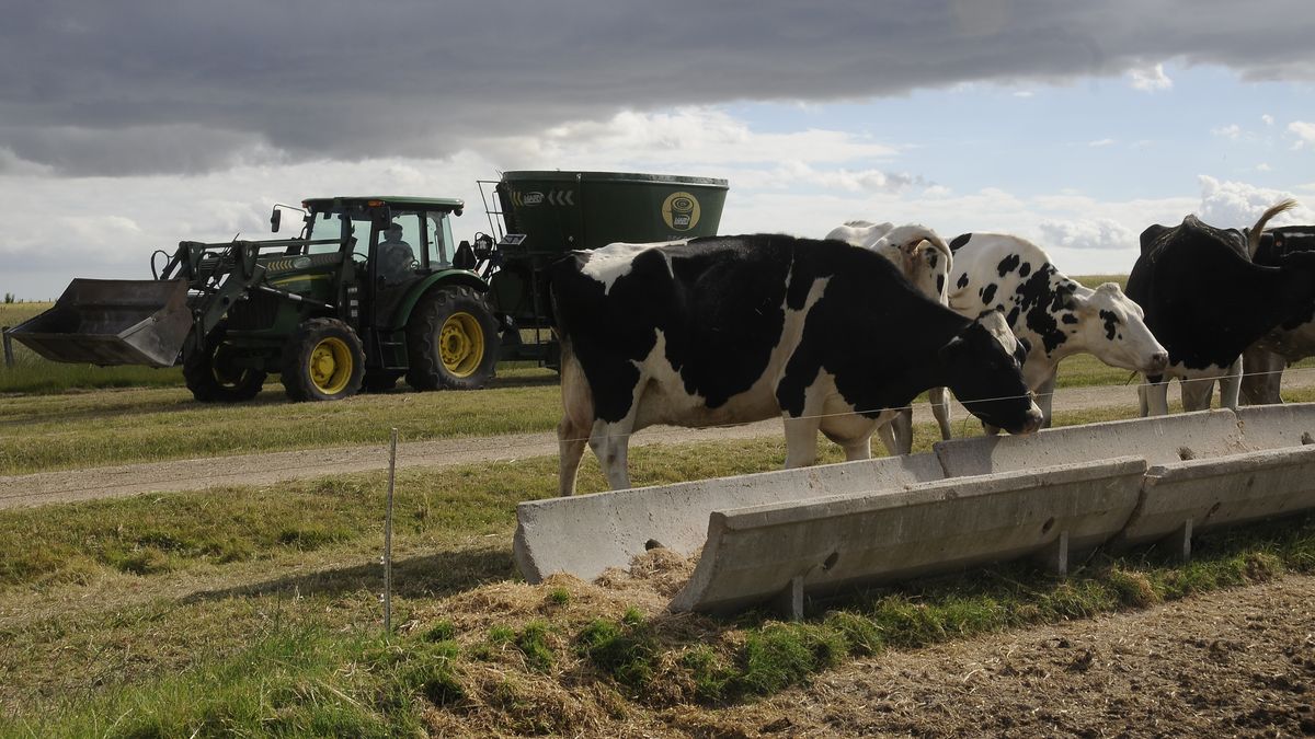 Una buena en medio de la tensión en el sector lechero: los datos del Inale sobre la remisión de leche